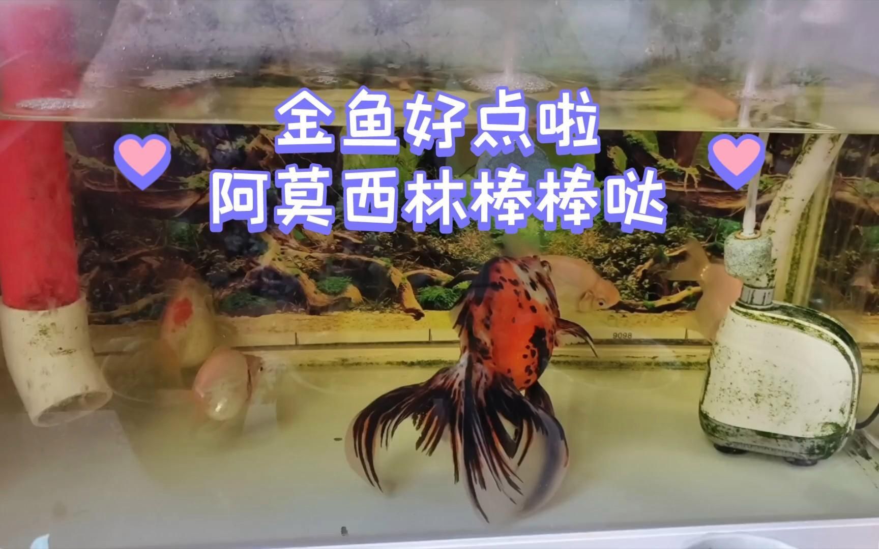 阿莫西林治療魚病有哪些副作用？