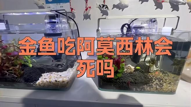 阿莫西林治療魚病有哪些副作用？