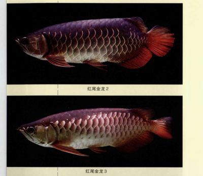 紅尾龍魚吃什么發色最好（紅尾龍魚吃什么發色好紅龍魚吃什么發色最好）