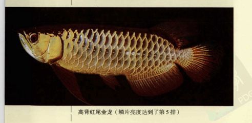 紅尾龍魚吃什么發色最好（紅尾龍魚吃什么發色好紅龍魚吃什么發色最好）