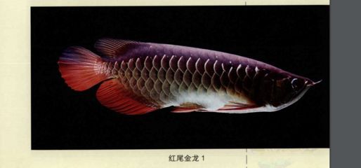 紅尾龍魚吃什么發色最好（紅尾龍魚吃什么發色好紅龍魚吃什么發色最好）