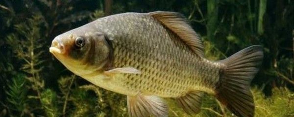 紅尾龍魚吃什么發(fā)色最好（紅尾龍魚吃什么發(fā)色好紅龍魚吃什么發(fā)色最好） 紅尾龍魚吃什么發(fā)色最好（紅尾龍魚吃什么發(fā)色好紅龍魚吃什么發(fā)色最好） 龍魚百科 第6張