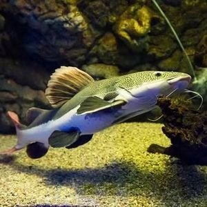 紅尾龍魚吃什么發(fā)色最好（紅尾龍魚吃什么發(fā)色好紅龍魚吃什么發(fā)色最好） 紅尾龍魚吃什么發(fā)色最好（紅尾龍魚吃什么發(fā)色好紅龍魚吃什么發(fā)色最好） 龍魚百科 第7張