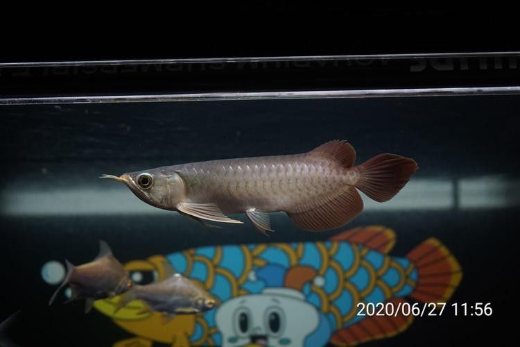 紅福龍魚圖片高清壁紙