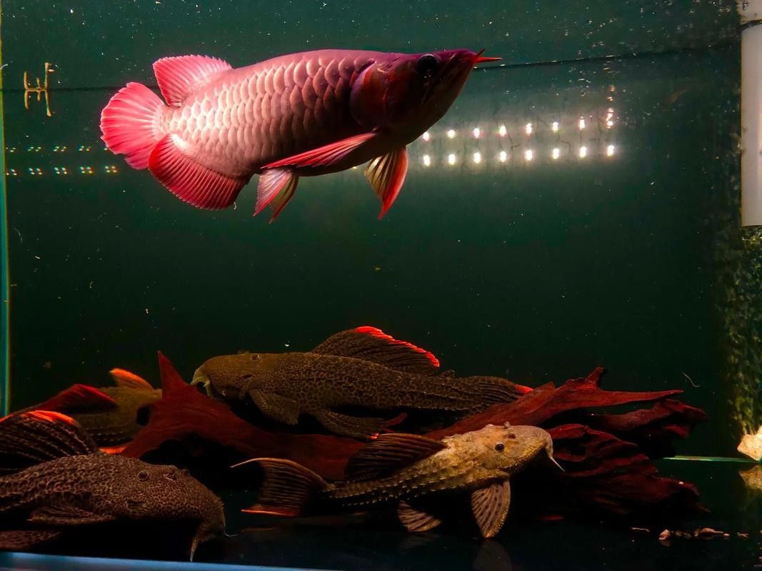 紅福龍魚圖片高清壁紙
