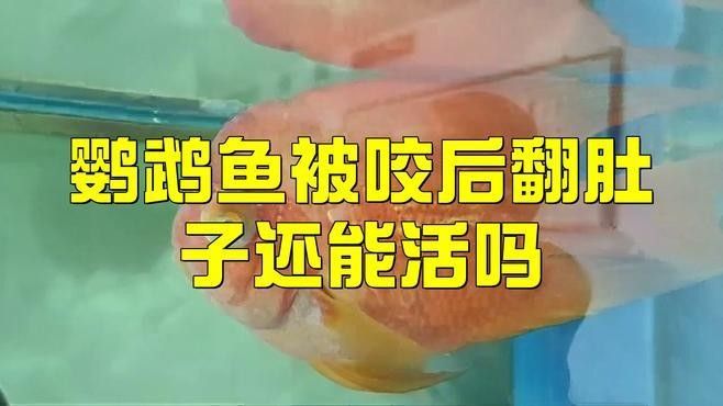 鸚鵡魚被龍魚咬傷怎么辦