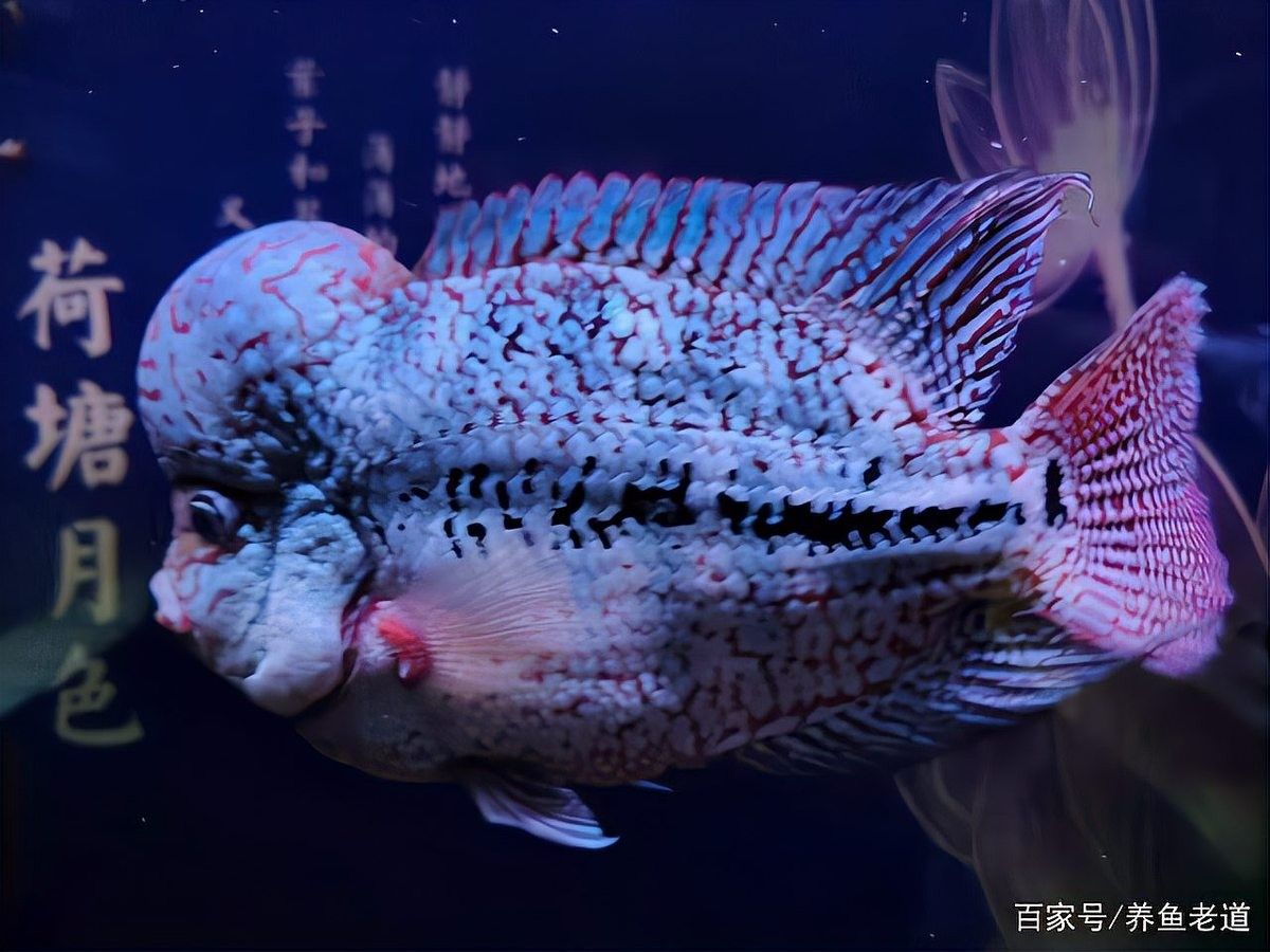 鸚鵡魚被龍魚咬傷怎么辦