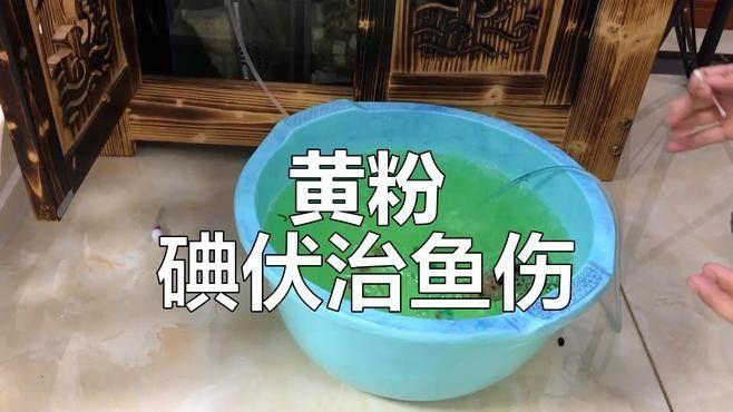 鸚鵡魚被龍魚咬傷怎么辦