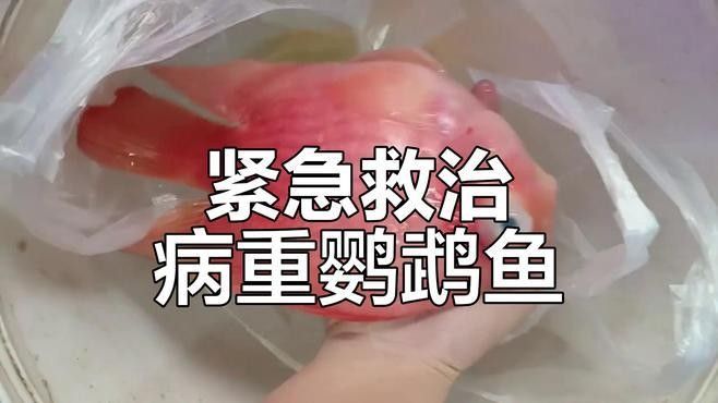鸚鵡魚被龍魚咬傷怎么辦