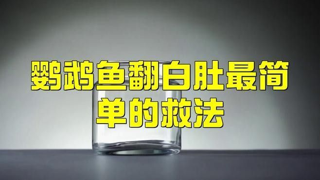 鸚鵡魚被龍魚咬傷怎么辦