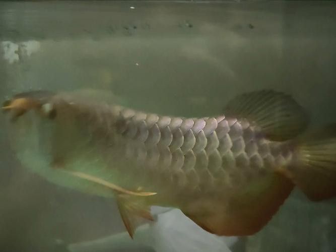 推薦一些高清龍魚缸壁紙圖片