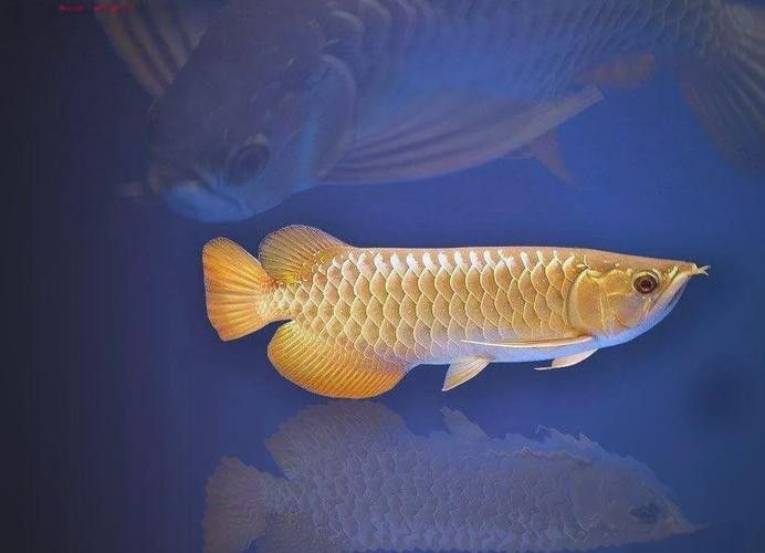 推薦一些高清龍魚缸壁紙圖片