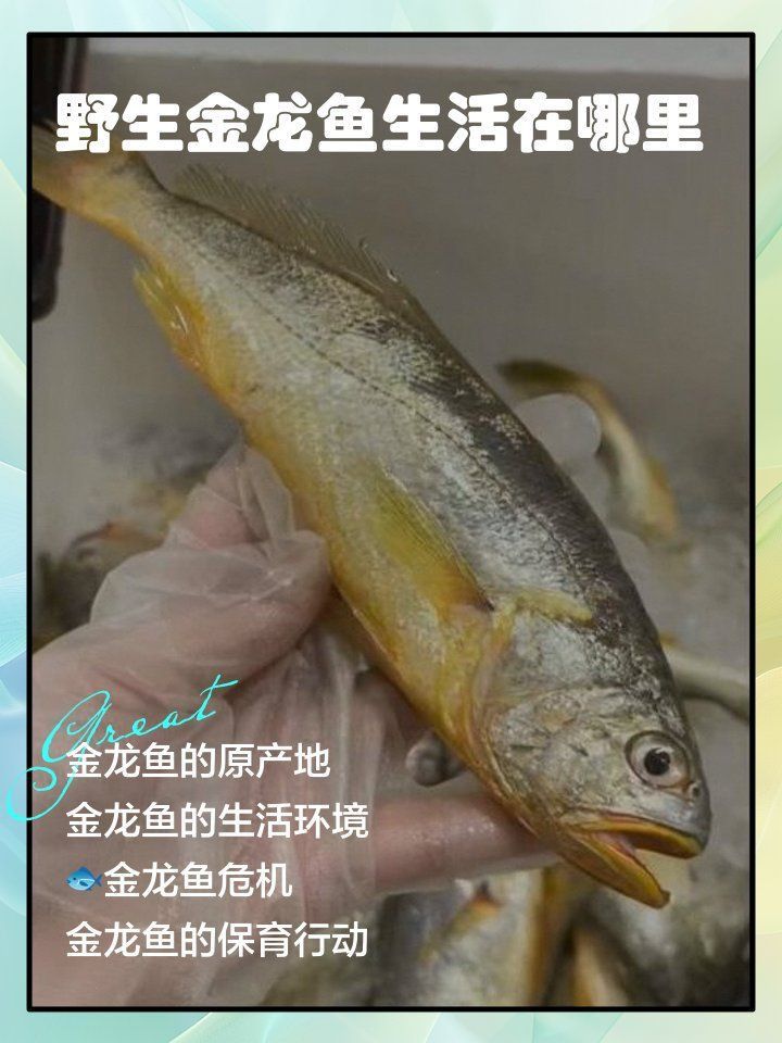 金龍魚生活在哪些水域