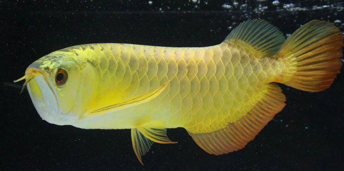 金龍魚生活在哪些水域