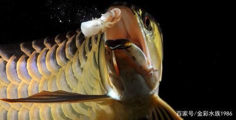 成年龍魚一次喂多少蝦：喂食成年龍魚的量應(yīng)根據(jù)龍魚的大小和食量來(lái)確定