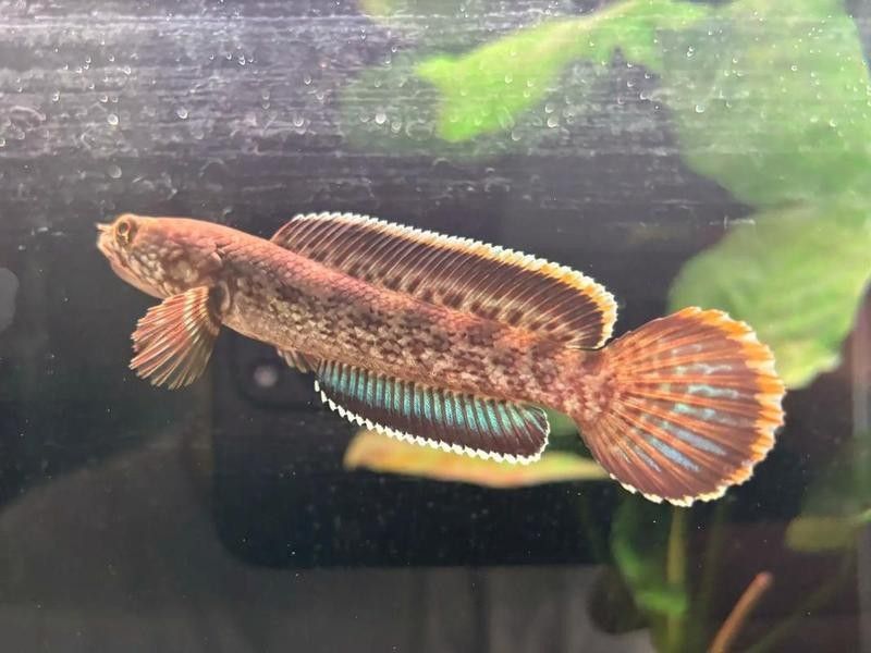 雷龍魚喜歡吃什么食物和水果