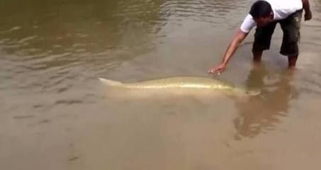 金龍魚在魚缸底下趴著不動了：金龍魚在魚缸底下趴著不動了怎么辦 金龍魚在魚缸底下趴著不動了：金龍魚在魚缸底下趴著不動了怎么辦 龍魚百科 第1張