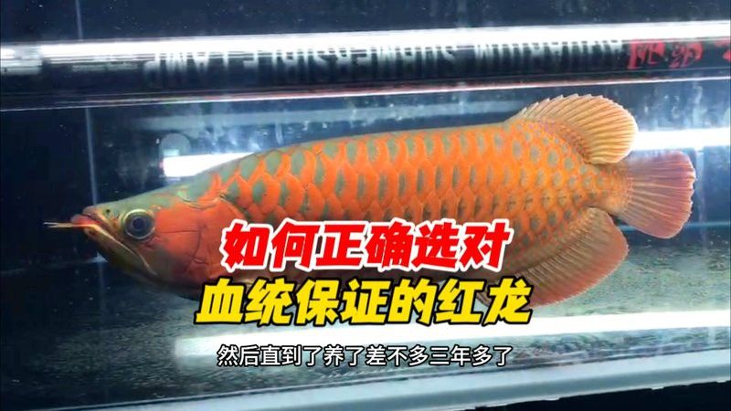 如何判斷紅龍魚是否為純種過背？