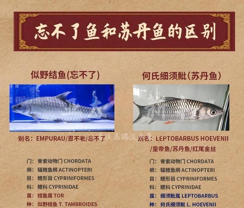 馬拉莫魚為什么貴