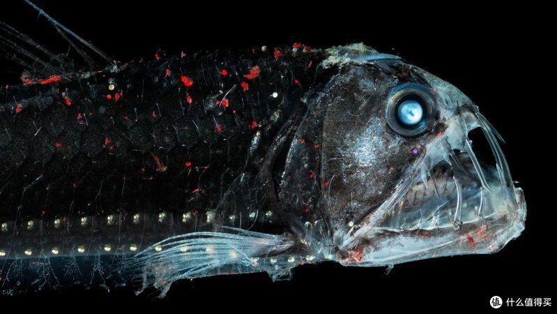 馬拉莫魚為什么貴