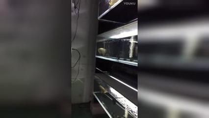 廣州龍魚批發find祥龍魚場：廣州龍魚批發市場