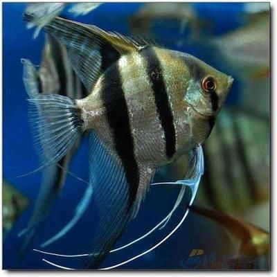 銀龍魚跟鸚鵡還能跟什么魚混養（銀龍魚和鸚鵡魚可以混養但需要注意一些細節以確保它們能夠和諧共處）