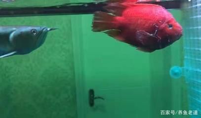 銀龍魚跟鸚鵡還能跟什么魚混養（銀龍魚和鸚鵡魚可以混養但需要注意一些細節以確保它們能夠和諧共處）