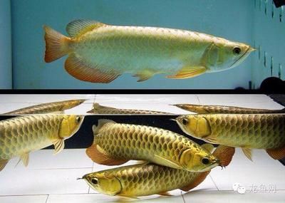 名貴龍魚：名貴的龍魚品種及其特點和價值，養殖者需要注意什么
