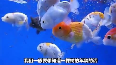 如何判斷鳳凰紅龍魚的年齡？