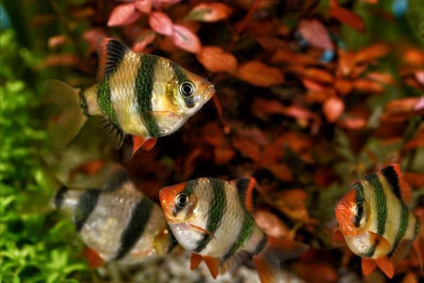 紅龍魚喂什么發色快又好看視頻教程（紅龍魚喂什么發色快又好看視頻教程大全）