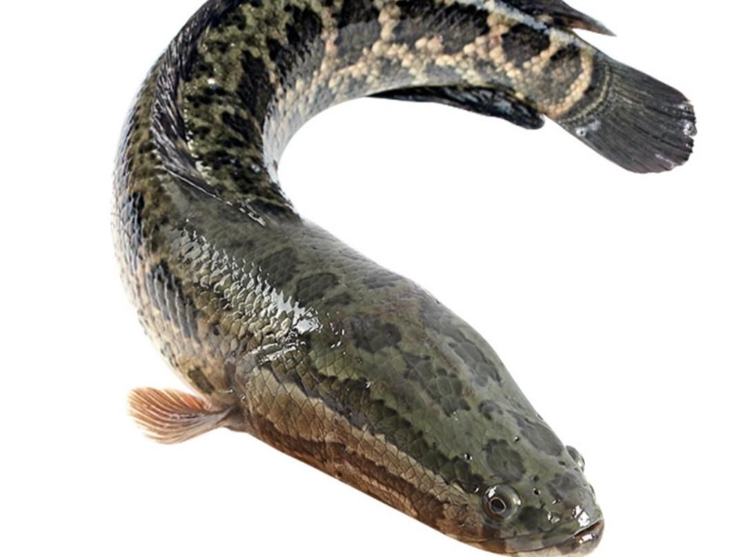 龍魚鱗發黑是什么原因：龍魚鱗片發黑是什么原因
