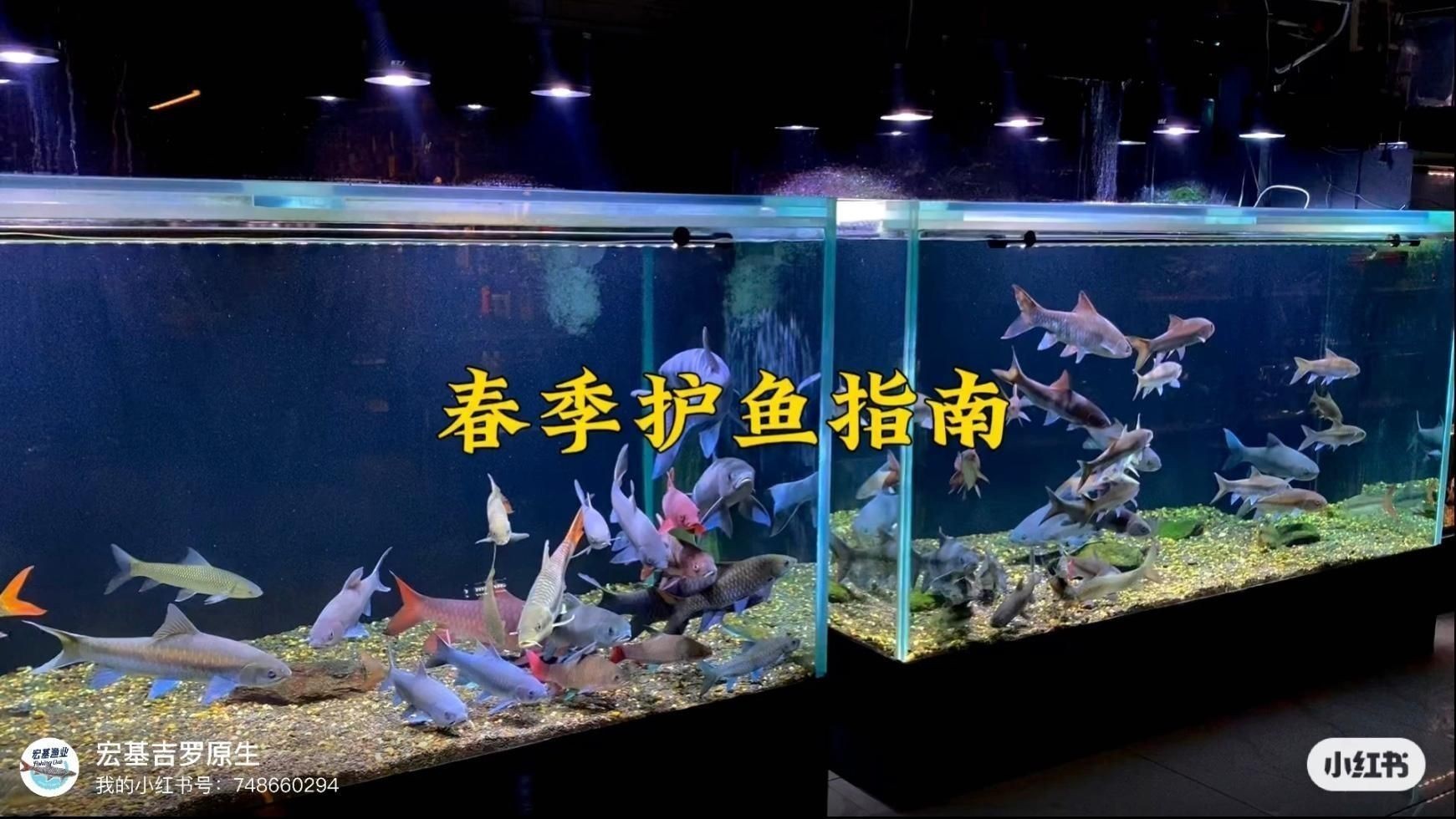 如何預防魚鰭根部再次發紅？