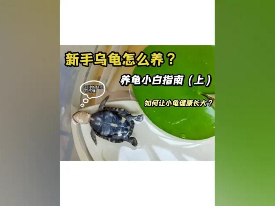 如何科學飼養烏龜？