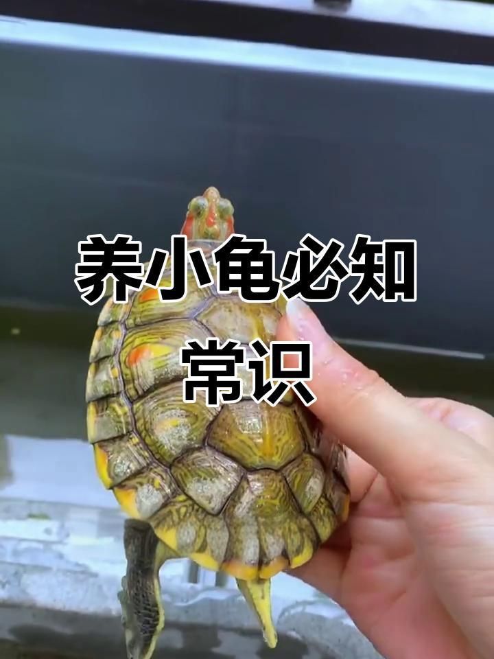 如何科學飼養烏龜？
