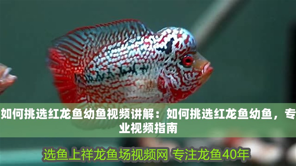 如何挑選紅龍魚幼魚視頻講解：如何挑選紅龍魚幼魚，專業(yè)視頻指南
