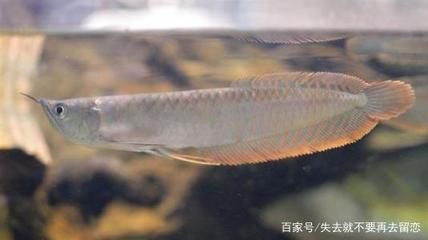 銀龍魚黏膜脫落（銀龍魚黏膜脫落可能由多種因素引起，）
