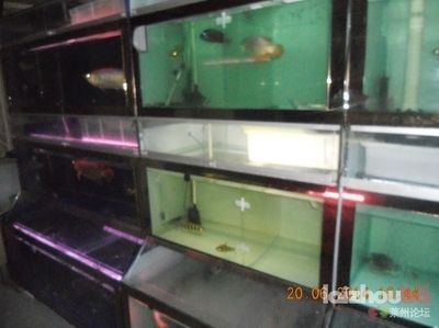 龍魚消毒的正確方法視頻:龍魚消毒的正確方法 龍魚百科 第5張 龍魚消毒的正確方法視頻:龍魚消毒的正確方法 龍魚消毒的正確方法視頻:龍魚消毒的正確方法 龍魚百科 第5張
