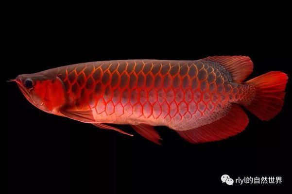 龍魚下游，如何判斷龍魚喜歡的水族燈類型