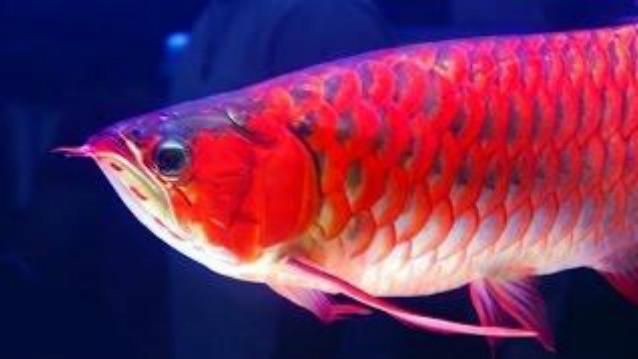 龍魚出口臺灣的最新消息視頻大全：關于龍魚出口臺灣的最新動態