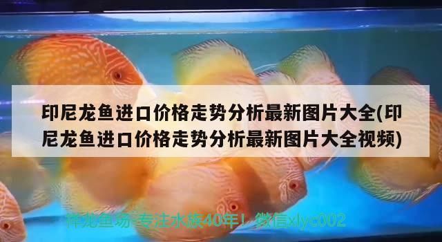 龍魚出口臺灣的最新消息視頻大全：關于龍魚出口臺灣的最新動態