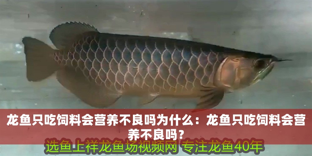 龍魚只吃飼料會營養(yǎng)不良嗎為什么：龍魚只吃飼料會營養(yǎng)不良嗎？