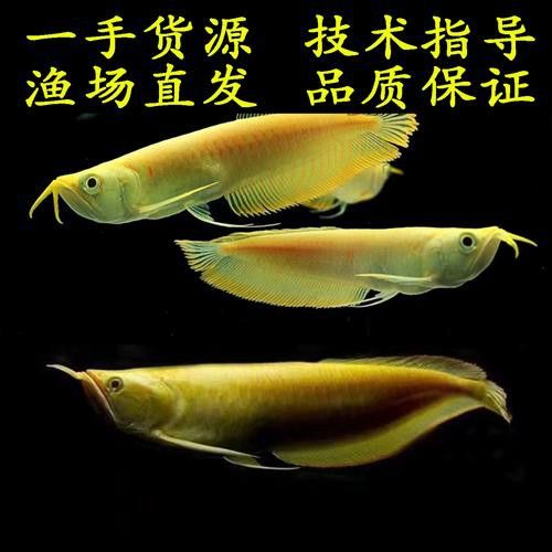 白子銀龍魚價格 龍魚百科 第9張 白子銀龍魚價格 白子銀龍魚價格 龍魚百科 第9張