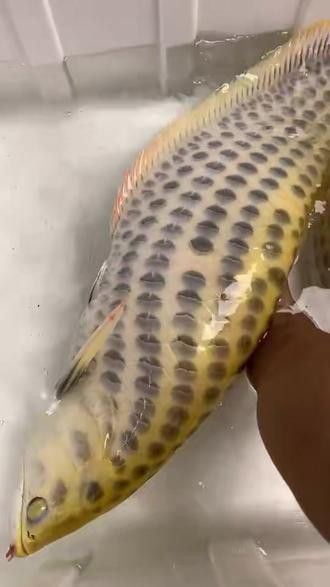白子銀龍魚價格 白子銀龍魚價格 龍魚百科 第4張