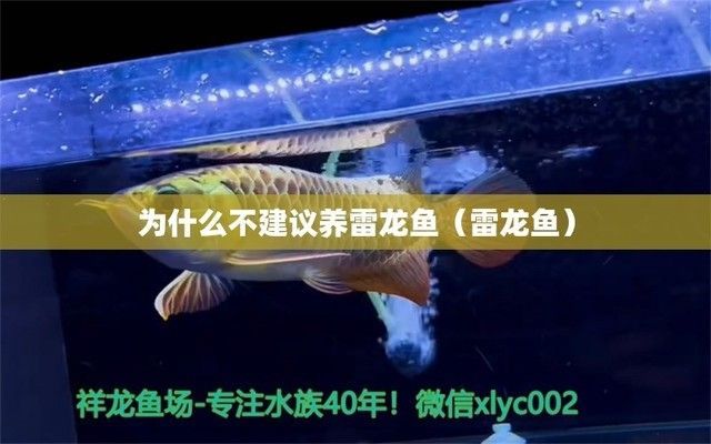 為什么不建議養(yǎng)雷龍魚：不建議養(yǎng)雷龍魚的幾個原因
