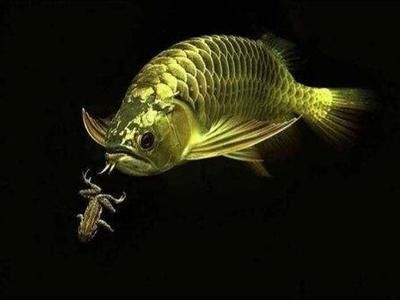 龍魚多少天不喂會死：關于龍魚不喂食是否會死的詳細信息