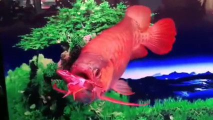 龍魚多少天不喂會死：關于龍魚不喂食是否會死的詳細信息