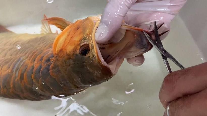 銀龍魚常見病圖解大全