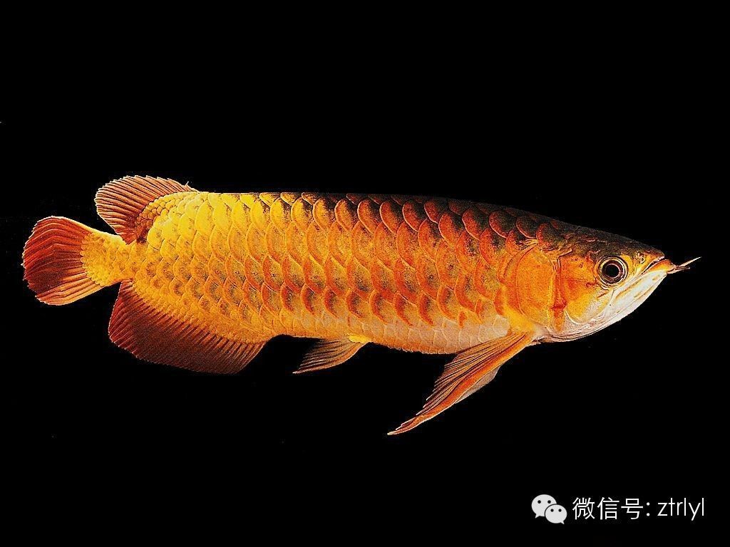龍魚能吃嘛：關于龍魚能否食用的詳細信息：龍魚能否食用的詳細信息 龍魚能吃嘛：關于龍魚能否食用的詳細信息：龍魚能否食用的詳細信息 龍魚百科 第1張