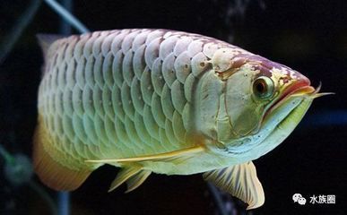 龍魚能吃嘛：關于龍魚能否食用的詳細信息：龍魚能否食用的詳細信息 龍魚能吃嘛：關于龍魚能否食用的詳細信息：龍魚能否食用的詳細信息 龍魚百科 第3張
