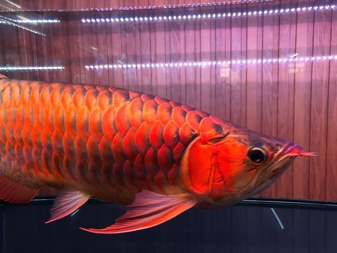 龍魚會長大嗎：龍魚是否會長大 龍魚會長大嗎：龍魚是否會長大 龍魚百科 第1張